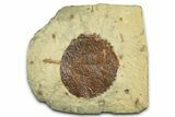 Paleocene Fossil Leaf (Zizyphoides) - Montana #377922-1